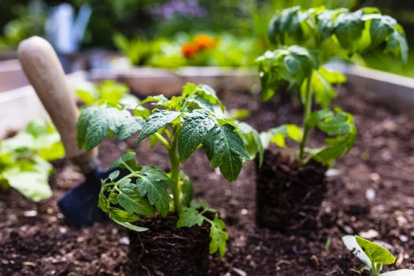 Drei Tomatensetzlinge in Erde